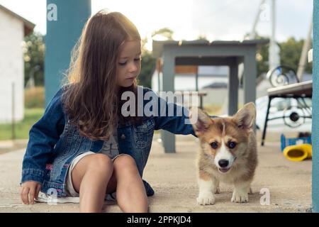 Portrait of serious little girl stroking fur of amazing welsh pembroke corgi puppy, sitting near wooden bench in yard. Stock Photo