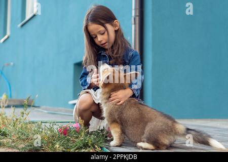 Portrait of corgi puppy sitting near little girl with long hair, looking at pet, stroking fur near house in yard. Stock Photo