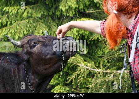 Close up girl photographer stroking cow concept photo Stock Photo