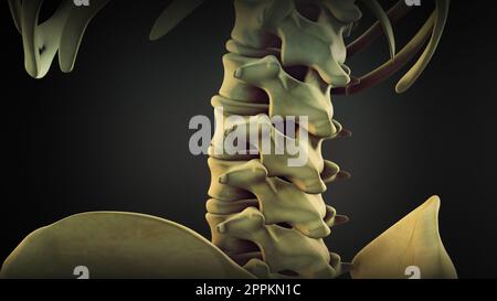 Vertebral column of human body Stock Photo