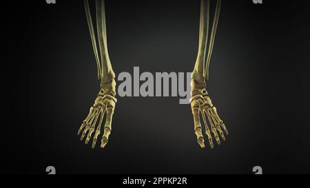 Pelvis and legs skeleton of human body Stock Photo