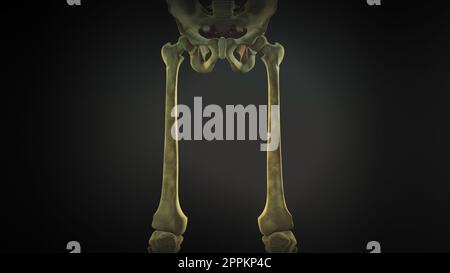 Pelvis and legs skeleton of human body Stock Photo