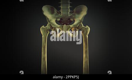 Pelvis and legs skeleton of human body Stock Photo