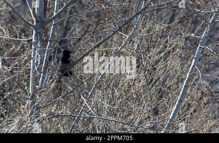 Dry gray autumn tree with many branches and sitting black and gray crow on a sunny day. Gray and brown colors. Photo in high quality. Horizontal. Stock Photo
