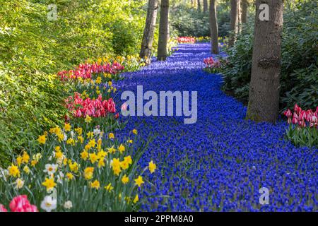 Muscari flowers (Muscari armeniacum) and Narcissus jonquilla, rush narcis in Keukenhof flower garden, Lisse, Netherlands Stock Photo