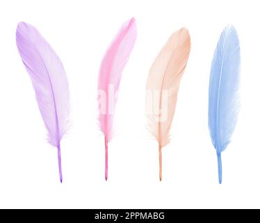 Set with different beautiful color feathers on white background Stock Photo