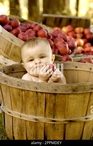 Baby girl in a apple basket at the Twenty Acre Farm in Grand Isle, Vermont. Stock Photo