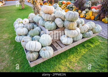 Large white eatable pumpkins lying on a wooden pyramid at a farm for sale during harvest season in October, high angle view Stock Photo