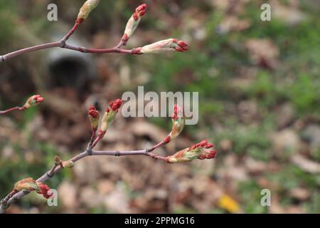 Close up branshes with Buds on Acer Japonicum green cascade Stock Photo