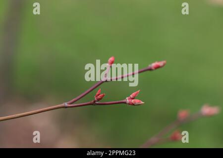 Close up branshes with Buds on Acer Japonicum green cascade Stock Photo