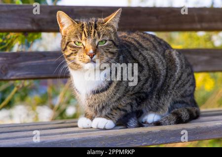 Domestic adult brown tabby cat in a loaf position on a bench. UK Stock Photo