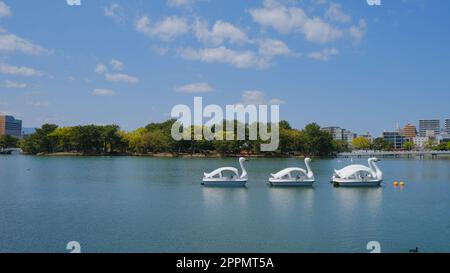 Swan Paddle Boats at Ohori Park in Fukuoka, Japan. Stock Photo