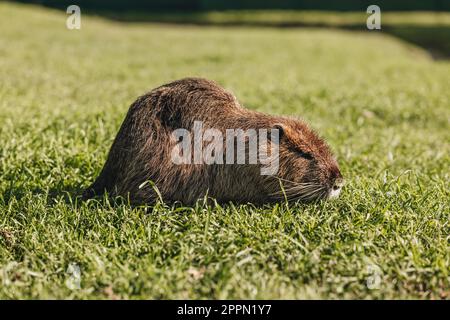Portrait of a cute domestic beaver on the grass Stock Photo