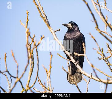 Closeup of a black Carrion Crow sitting on a tree Stock Photo