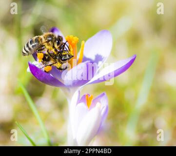 Flying honeybee pollinating a purple crocus flower in spring Stock Photo