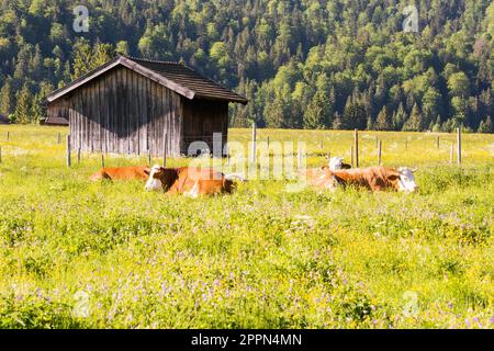 Organic farming wiht happy cows lying in a meadow Stock Photo