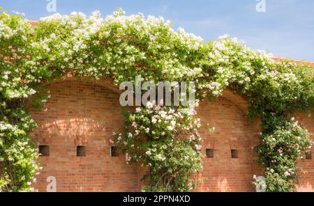 Huge white flowering rambler rose at a brick wall Stock Photo