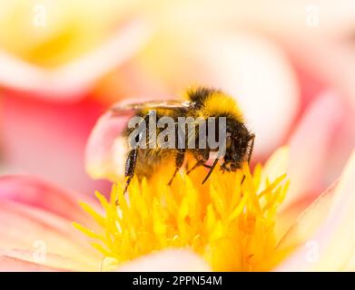 Macro of a bumblebee collecting nectar in a dahlia blossom Stock Photo