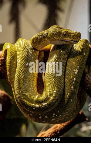 a striking green Tree Python curled around its tail on a tree branch Stock Photo