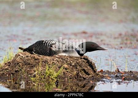 Common Loon nesting and protecting brood eggs  in its environment and habitat with a blur blue water background. Loon Nest Image. Loon Picture. Stock Photo