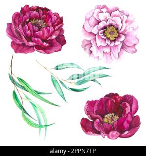 Watercolor illustration set of pink magenta flowers, peony buds and eucalyptus leaves isolated on white background. Stock Photo