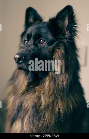 German Shepherd Dog; beautiful dog Stock Photo