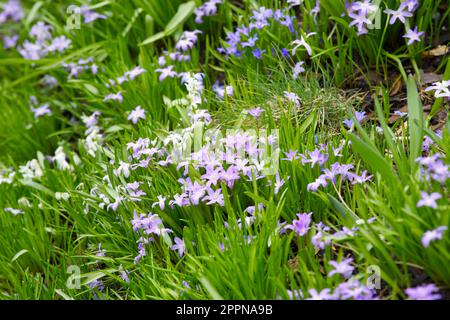 Lilac, white and pale blue spring flowers of, Chionodoxa luciliae Violet Beauty, other chiondoxas and scilla siberica alba  in UK garden April Stock Photo