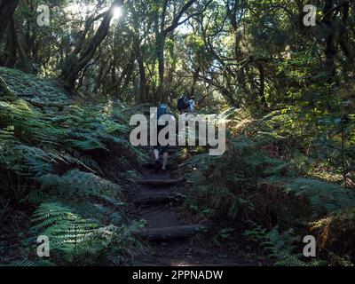 Group of hiker people, tourist at narrow footpath through laurisilva forest with twisted mossy laurel trees and ferns. Garajonay National Park, Raso Stock Photo