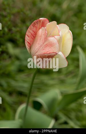 variegated yellow red tulip close up Stock Photo