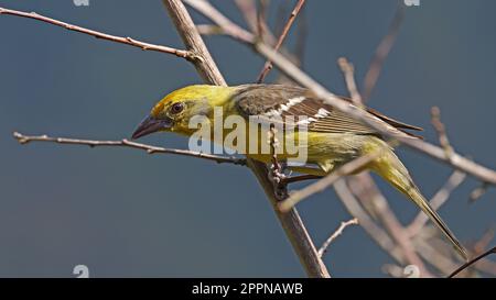 Female Flame-colored tanager, bird of Costa Rica Stock Photo