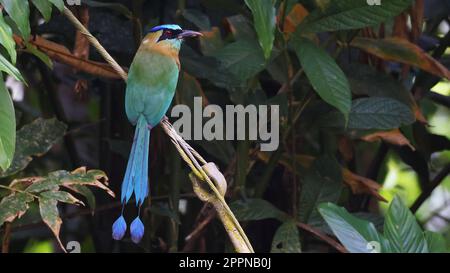 Turquoise-browed motmot, tropical bird of Cost Rica Stock Photo