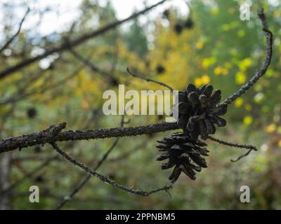 Pine cones hang on a dry twig. Stock Photo