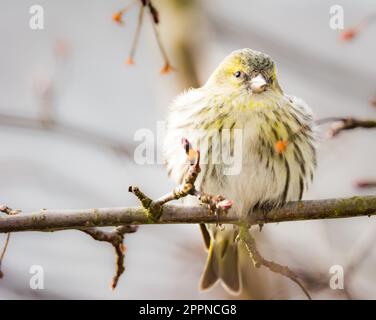 Female black-headed goldfinch (Carduelis spinus) sitting on the branch of a tree Stock Photo