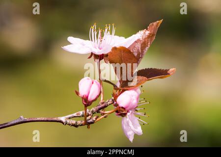 Blossoming season with pink plum blossoms Stock Photo