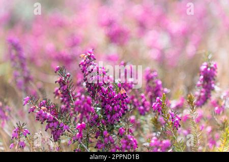 Calluna vulgaris, common heather, ling, or simply heather during blooming, selective focus. Stock Photo