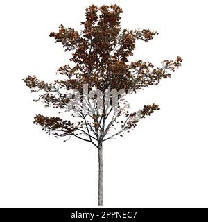 Japanese Maple Tree isolated on white background front view Stock Photo