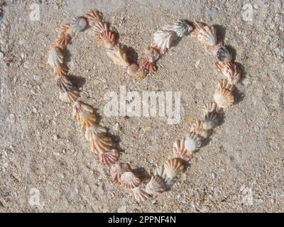 Kittens paw shells, plicatula gibbosa in the shape of a heart on the beach at Sanibel, Florida, USA Stock Photo