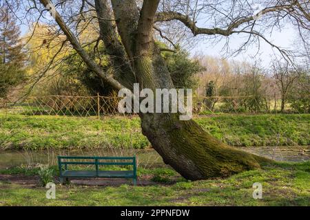 Bench along The New Reach, Halesworth Millennium Green, Halesworth, Suffolk, England Stock Photo