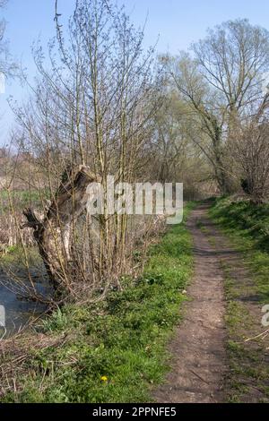 Footpath along The New Reach, Halesworth Millennium Green, Halesworth, Suffolk, England Stock Photo