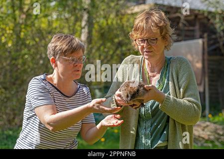 Woman giving hedgehog (Erinaceidae), to other woman, Krummsee, Malente, Schleswig-Holstein, Germany Stock Photo