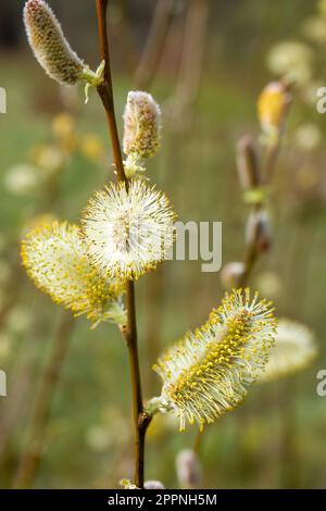 close up of yellow catkins of the willow with a blurred background Stock Photo