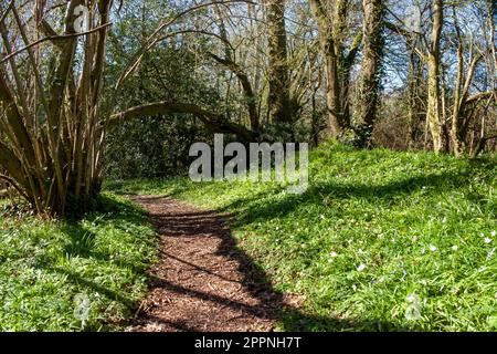 footpath through the woodland and spring flowers on a bright sunny day in Springtime Stock Photo