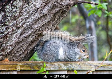 squirrel sheltering from a hail storm under the trunk of a tree Stock Photo