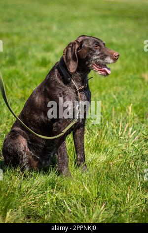 German wirehaired pointer, Deutsch Drahthaar Stock Photo