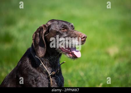 German wirehaired pointer, Deutsch Drahthaar Stock Photo