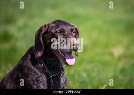 German wirehaired pointer, Deutsch Drahthaar Stock Photo