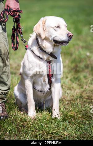 Labrador Retriever Stock Photo