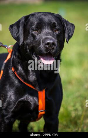 Labrador Retriever Stock Photo