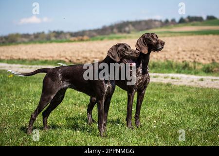 German Short-Haired Pointer, Deutsch-Kurzhaar Stock Photo