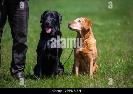Labrador Retriever Stock Photo